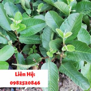 Giống ổi ruby ruột đỏ lạ mắt