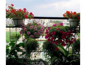 3 giỏ sắt treo chậu hoa ban công-miễn phí giao trung tâm