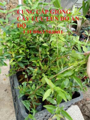 Cung Cấp Cây Giống Lựu Lùn Đỏ Ấn Độ, Lựu Lùn Đỏ F1, Cây Giống Đầu Nguồn - Vie