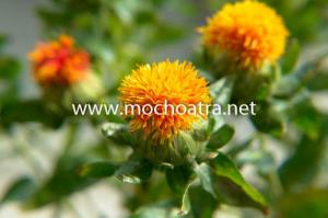 Trà hoa rum/Hồng hoa - Mộc Hoa Trà