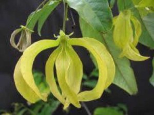 Cũng cấp cây giống cây hoa dẻ