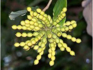 Cũng cấp cây giống cây hoa dẻ