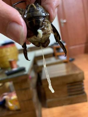 Tinh dầu cà cuống nguyên bọng