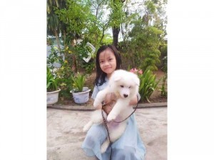 Bé samoyed đực 4 tháng tuổi