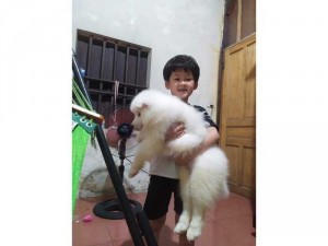Bé samoyed đực 4 tháng tuổi
