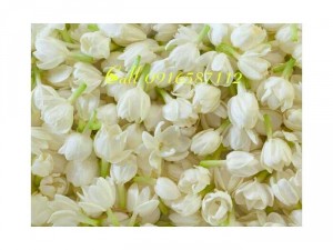Bán hòa lài tươi hàng mới 100%