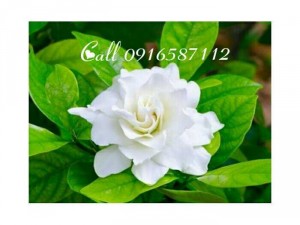 Bán hòa lài tươi hàng mới 100%