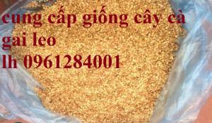 Chuyên cung cấp cây giống cà gai leo, hạt giống cà gai leo, giao cây toàn quốc