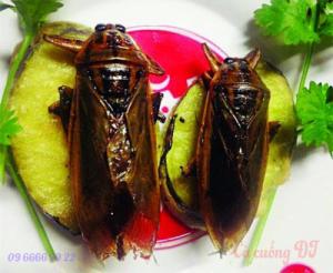 Cà cuống nguyên con