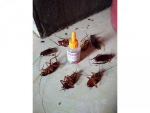 Thuốc diệt kiến gián sinh học