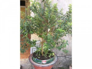 Bán chậu cây ổi tàu