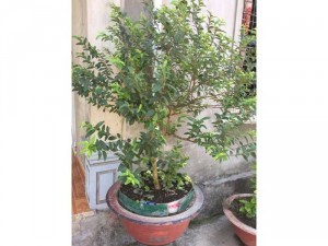 Bán chậu cây ổi tàu