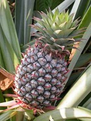 Bán nguyên liệu enzyme Bromelain hoạt lực 2000 IU/g, 2400 gdu/g