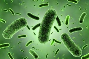 Bán nguyên liệu men vi sinh Bacillus subtilus, B. clausii ,B.coagulans