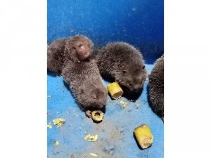 Bán Dúi Giống Bình Dương