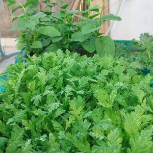 Combo 4 khay trồng rau