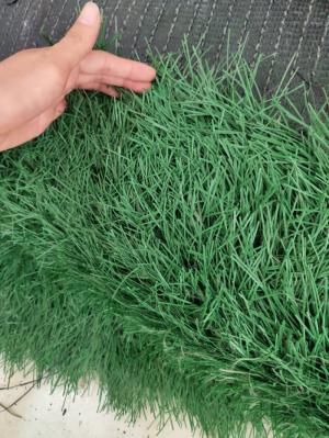 Thanh lý 26m2 cỏ sân bóng mới 100%