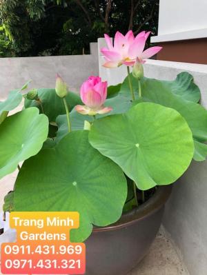 Sen Hồng Yến - Sen chơi quanh năm