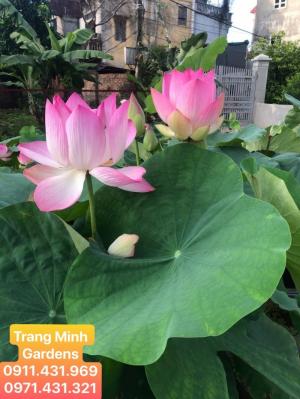 Sen Hồng Yến - Sen chơi quanh năm