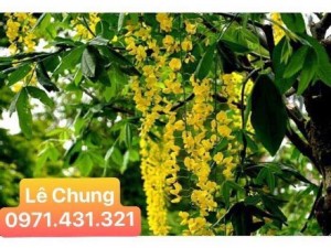 Lan Hoàng Dương