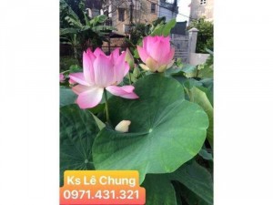 Sen hồng yến - Sen chơi quanh năm