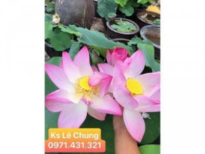 Sen hồng yến - Sen chơi quanh năm