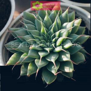 SEN ĐÁ KIM SIZE TỪ 5 CM ĐẾN 7CM