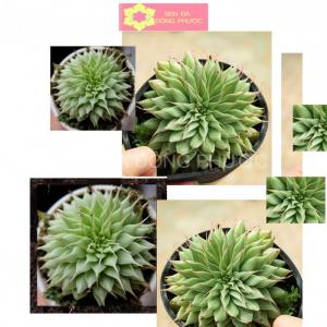 SEN ĐÁ KIM SIZE TỪ 5 CM ĐẾN 7CM