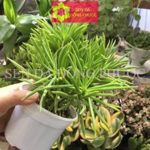 SEN ĐÁ ĐẬU SỊ LÁ DÀI- CHẬU LỚN-SD-DS-000101