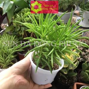 SEN ĐÁ ĐẬU SỊ LÁ DÀI- CHẬU LỚN-SD-DS-000101