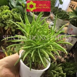 SEN ĐÁ ĐẬU SỊ LÁ DÀI- CHẬU LỚN-SD-DS-000101