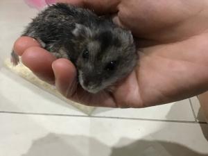 Chuột hamster