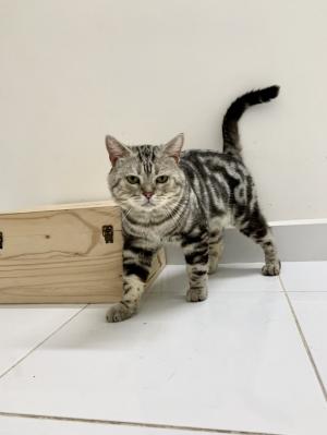 Phối Giống Mèo Anh Lông Ngắn