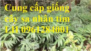 Chuyên Cung Cấp Giống Cây Sa Nhân, Sa Nhân Tím, Giống Cây Dược Liệu, Uy Tín,