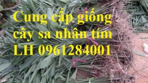 Chuyên Cung Cấp Giống Cây Sa Nhân, Sa Nhân Tím, Giống Cây Dược Liệu, Uy Tín,