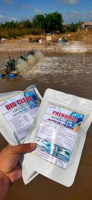 Tẩy nấm đồng tiền, nhớt bạt, cắt tảo: PHENOMIC