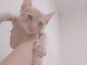 Mèo ta lai anh lông ngắn 2 tháng tuổi