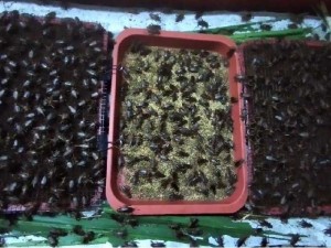 Trứng dế mèn Thái