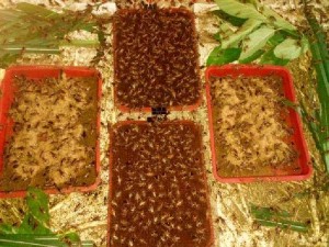 Trứng dế mèn Thái
