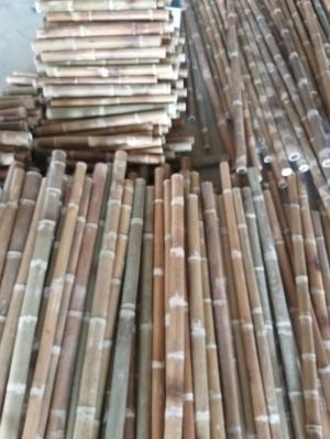 Mua cây trúc ở đâu tại HCM, địa chỉ mua tre trúc tại HCM, HỒ CHÍ MINH