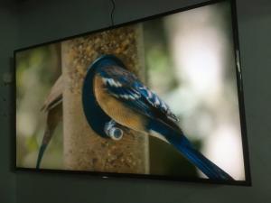 Smart Tivi Sony 48 inch nhà dùng kẹt bán