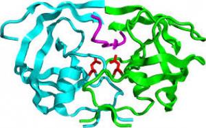 Bán nguyên liệu Protease dạng bột