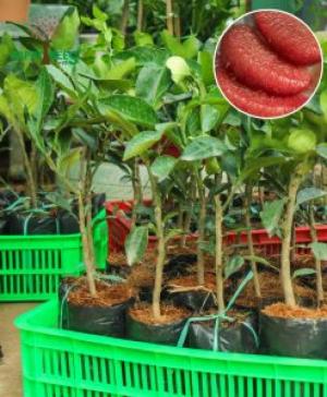 Cung cấp giống bưởi Ruby Thái Lan, giống F1. Cam kết chuẩn giống 100%