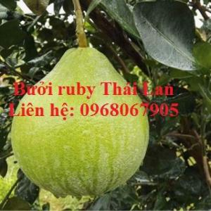Cung cấp giống bưởi Ruby Thái Lan, giống F1. Cam kết chuẩn giống 100%