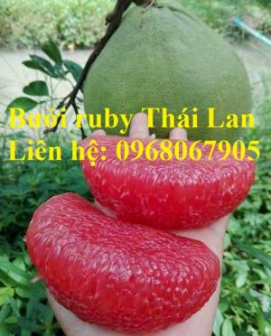 Cung cấp giống bưởi Ruby Thái Lan, giống F1. Cam kết chuẩn giống 100% 0968067905