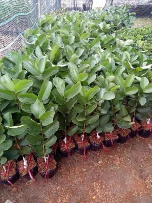Cung cấp giống Ổi ruby Đài Loan, hàng chất lượng F1.