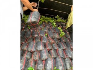 Cây giống mít thái