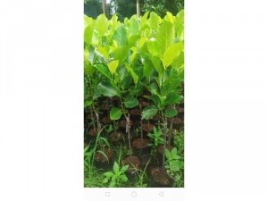 Cây giống mít thái