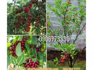 Cần bán cherry mỹ giống và trưởng thành