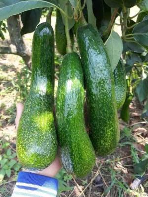 Bơ 034 Lâm Đồng